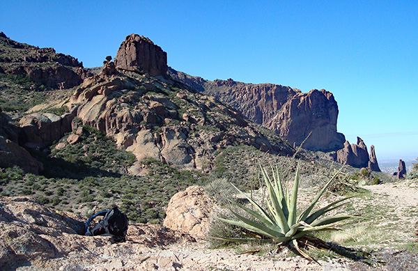 agave