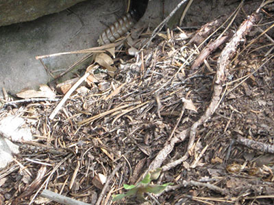 rattlesnake
