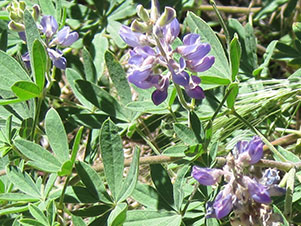 Arroyo Lupine