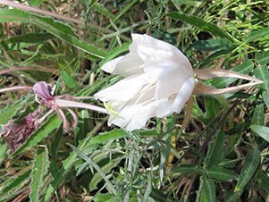 Stemless Primrose