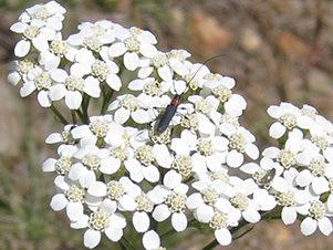 Western Yarrow