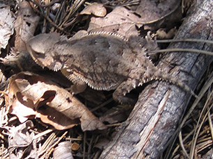 horned