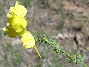 Dalmation Toadflax