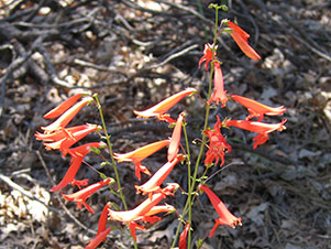 Beardlip Penstemon