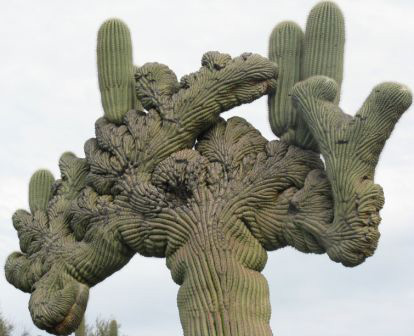 crested