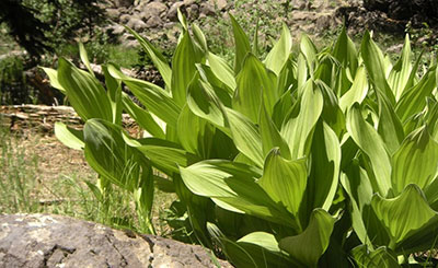 Cabbage_AK