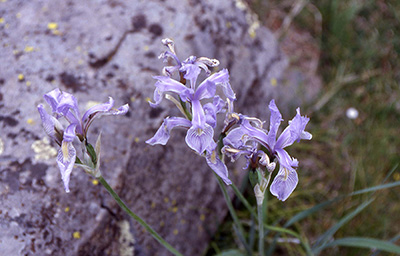 Mountain Iris