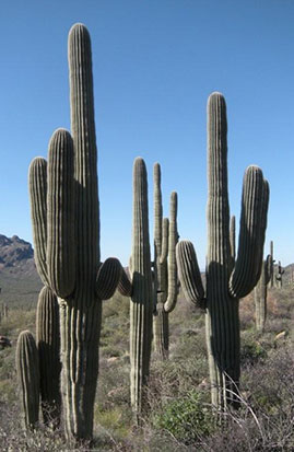 saguaros
