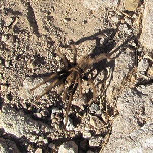 tarantula
