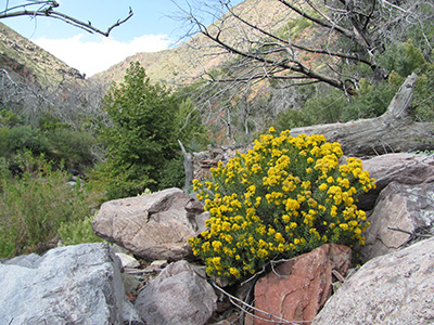 CSC_32_flowers