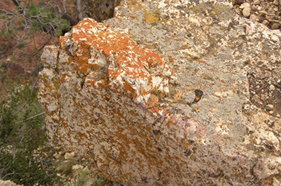 lichens
