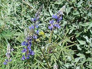 lupine