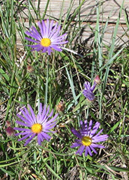 aster_WZ
